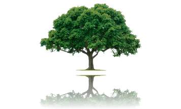 Empresa de podas de árboles Podas y tala de árboles