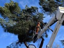 poda de árboles en madrid tala y poda en altura Madrid