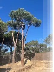 Podas y talas de árboles