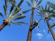Podas en altura de palmeras
