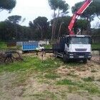 Podas de árboles en Madrid